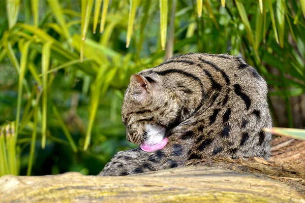 Fishing cat (Prionailurus viverrinus) lying and licking their fur