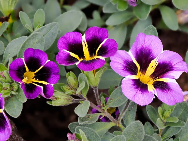 フランスの庭で紫と黄色のカリカコスハイブリッド — ストック写真