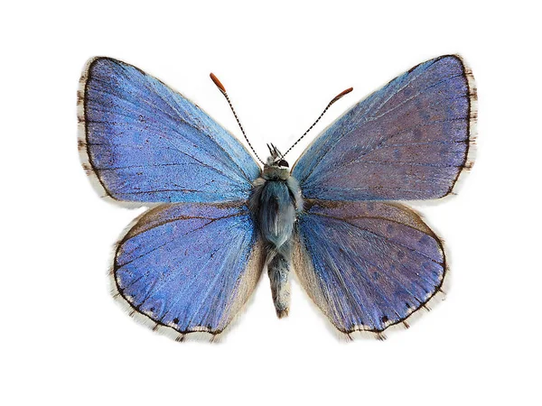 Синій Адоніс Lysandra Bellargus Також Відомий Polyommatus Bellargus Ізольований Білому Ліцензійні Стокові Фото