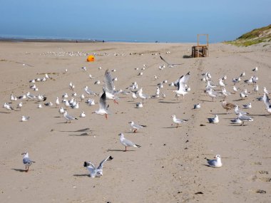 Siyah başlı martılar (Chroicocephalus ridibundus - kış tüyleri) kumsalda ve Fransa 'da Somme sahilinde (kış tüyleri)