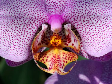 Mor benekli beyaz orkidenin makrosu (Orchis)