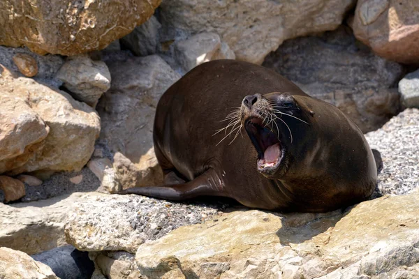 南美洲海狮或巴塔哥尼亚海狮 Otaria Flavescens 旧称Otaria Byronia 生活在岩石上 张开嘴 — 图库照片