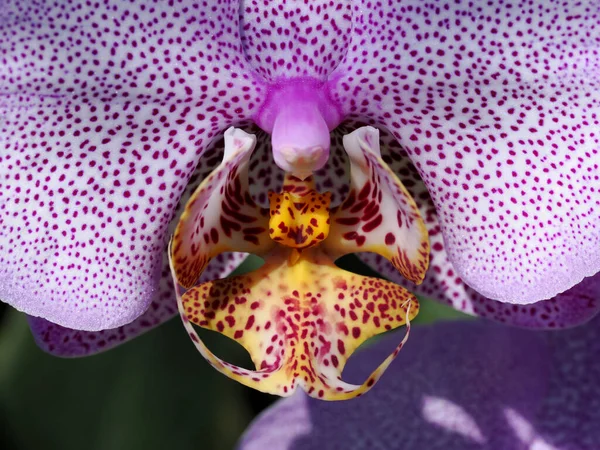 Macro Orquídea Branca Manchada Púrpura Orchis — Fotografia de Stock