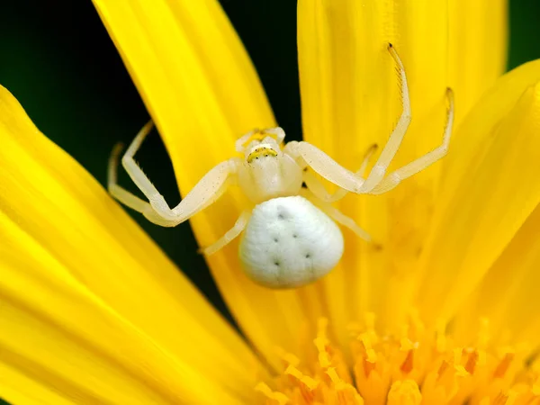 stock image Macro of white crab spider (Misumena vatia) on yellow daisy flower seen from above