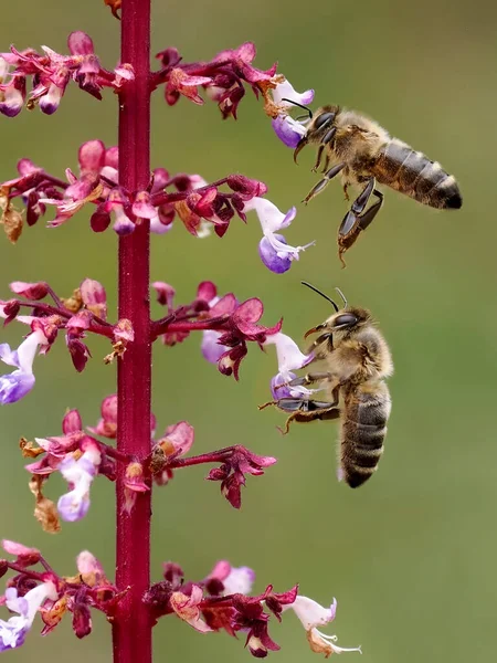 Macro Two Bees Gathering Pollen Pink Coleus Flower French Garden — Stock Photo, Image