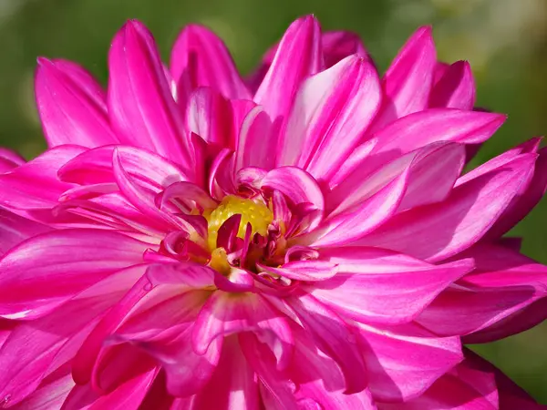 Stock image Macro of a red dahlia flower in french garden