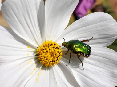 Makro yeşil Cetonia aurata beyaz kozmos bipinnatus çiçeği üzerinde