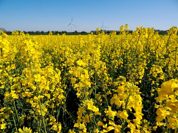 Yellow Rapeseed Flowers Brassica Napus Wind Turbines Background — стоковое фото