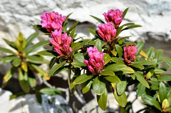 Närbild Alpenrose Blomma Rhododendron Ferrugineum Nära Från Plagne Frankrike — Stockfoto