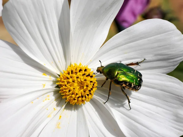 Makro Zielony Cetonia Aurata Białym Kosmosie Bipinnatus Kwiat — Zdjęcie stockowe