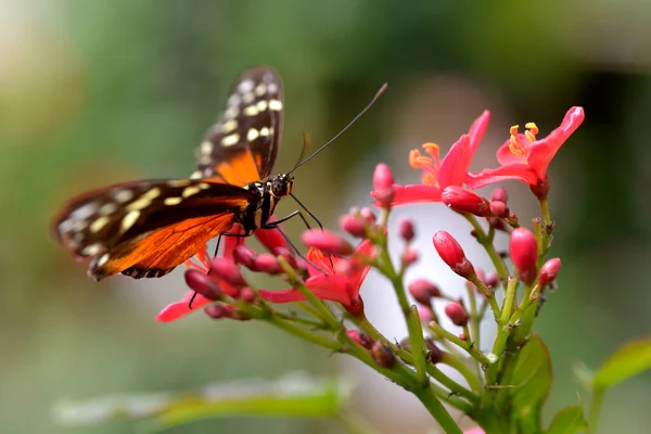 Tiger Longwing Butterfly Heliconius Hecale Feeding Red Flower Seen Profile — Stock Photo, Image