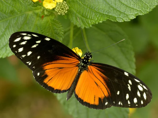 Macro Van Tiger Longwing Butterfly Heliconius Hecale Blad Gezien Van — Stockfoto