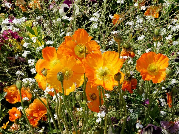Laranja Flores Papaver Jardim Francês Visto Frente — Fotografia de Stock