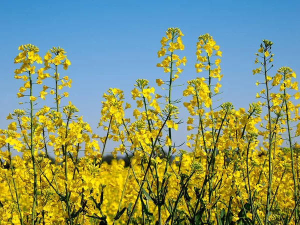 Closeup Yellow Rapeseed Flowers Brassica Napus Blue Sky Background — Stock Photo, Image