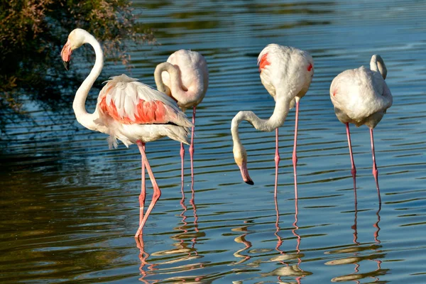 Quatro Flamingos Phoenicopterus Ruber Água Camargue Uma Região Natural Localizada — Fotografia de Stock