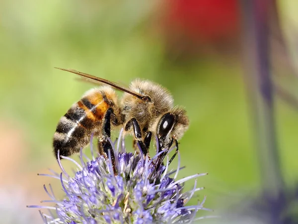 Bal arısının (Apis) makrosu bu mavi ağaçla (Eryngium planus ou Echinops ritro) besleniyor ve profilden görülüyor