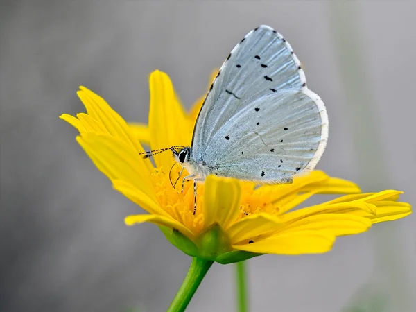 Holly Kék Pillangó Celastrina Argiolus Sárga Százszorszép Profilból Látható — Stock Fotó