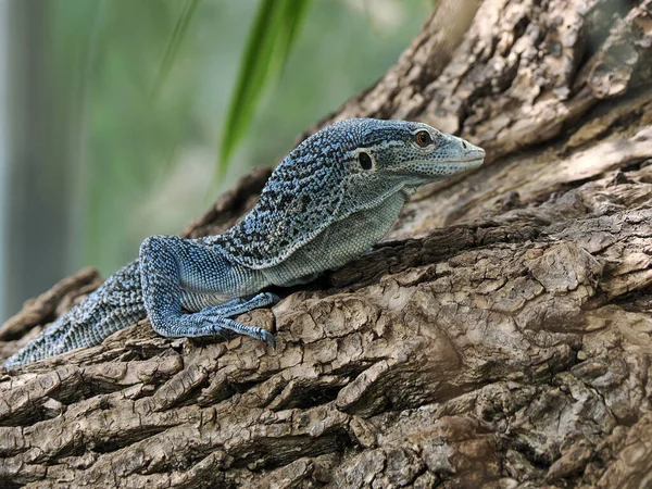 Closeup of Blue-spotted tree monitor or blue tree monitor (Varanus macraei) on tree trunk, is a species of monitor lizard found on the island of Batanta in Indonesia.