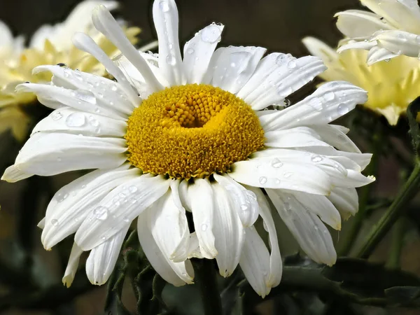 Detailní Záběr Bílé Sedmikrásky Anthemis Francouzské Zahradě Kapkami Deště Okvětních — Stock fotografie