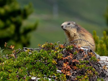 Alp dağ sıçanı (Marmota marmota) Fransız Alpleri 'nde, La Plagne Savoie Bölümü' nde bitki örtüsü arasında bulunur.