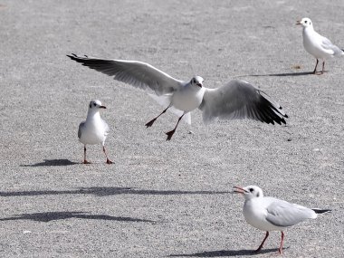 Siyah başlı martılar (Chroicocephalus ridibundus) Fransa 'da bir Somme körfezinde uçarken (kış tüyleri)