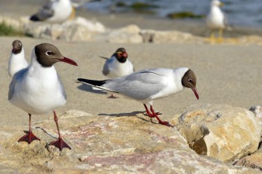 Akdeniz ile Rhne deltasının iki kolu arasında, Fransa 'nın Arles kentinin güneyinde yer alan bir doğal bölge olan Camargue sahilindeki kayalıklarda bulunan siyah başlı martılar (Chroicocephalus ridibundus) grubu..