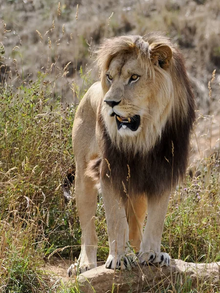 Löwe Von Vorne Gesehen Panthera Leo Und Gras Stehend — Stockfoto