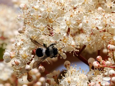 Ashy Madencilik Arısı Macro 'su (Andrena Cineraria) Fotinia' nın çiçeklerini arıyor