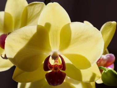 Koyu arkaplanda yakın plan sarı ve kırmızı orkideler (Orchis) 