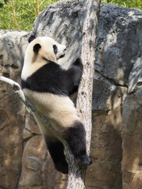  Dev panda (Ailuropoda melanoleuca) bir ağaca tırmandı ve profilden görüldü