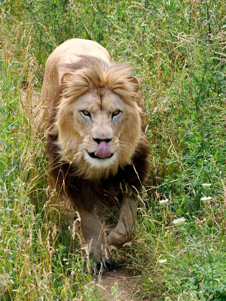Löwe Panthera Leo Geht Mit Ausgestreckter Zunge Von Vorne — Stockfoto