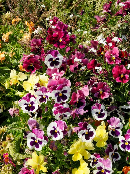 Background Red White Violas Flowers French Garden — Stock Photo, Image