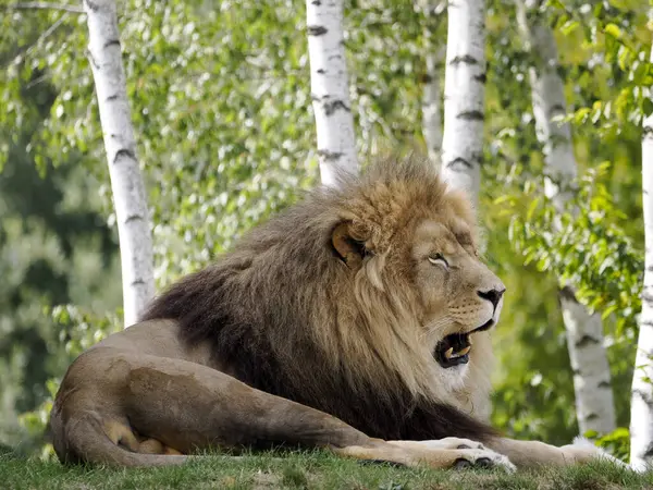 Portrait Lion Panthera Leo Allong Sur Herbe Profil Avec Bouche — Photo