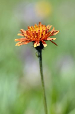 Fransız Alps gelen La Plagne yeşil zemin üzerine tek turuncu Crepis aurea closeup