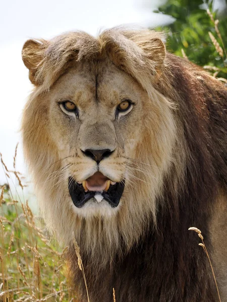 Портрет Лева Panthera Leo Відкритий Рот Видимий Профілю — стокове фото