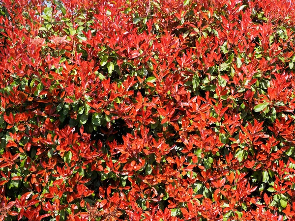 포미니아 수풀의 새로운 빨간색으로 자라서 시간이 지남에 녹색으로 바뀝니다 — 스톡 사진