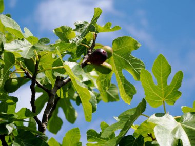 Ficus carica üzerinde incir mavi gökyüzü arka planında