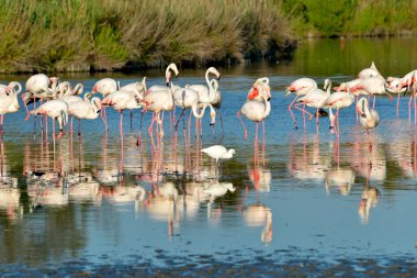 Bir akbalıkçıl (Phoenicopterus ruber) grubu, Fransa 'nın Arles kentinin güneyinde Akdeniz ile Rhne deltasının iki kolu arasında yer alan doğal bir bölgedir.