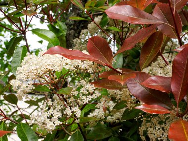 Çiçek açmış bir fotinyanın kırmızı yapraklarına yakın çekim. Yeni yapraklar kırmızıya döner ve zamanla yeşile döner. 
