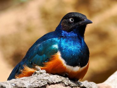Superb Starling (Lamprotornis superbus) ön taraftaki dalda oturuyor