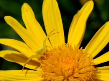 Yengeç örümceğinin Macro 'su (Misumena vatia) sarı papatya çiçeğinin üzerinde.