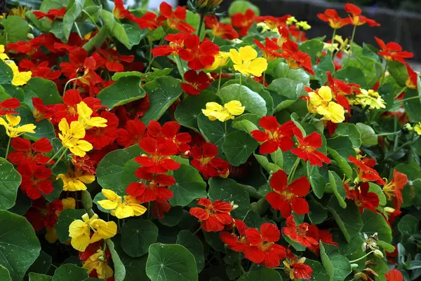 Nasturios Rojos Amarillos Con Cauce Flores Tropaeolum Majus Jardín Francés Imágenes de stock libres de derechos