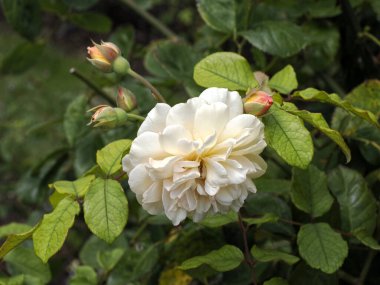 Beyaz gül çiçeğine yakın ve Fransız bahçesinde tomurcuklanıyor.