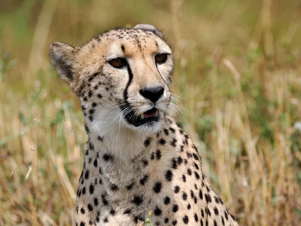 Portrait African Cheetah Acinonyx Jubatus Open Mouth Seen Front Stock Image
