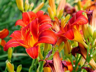 Kapalı kırmızı turuncu günlük zambak (hemerocallis) bir Fransız bahçesinde stamen ile