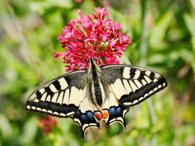 Yukardan görülen eski dünya kırlangıç kelebeği (Papilio machaon) kediotu çiçeklerinde nektar toplar. Papilio cinsinin bir türüdür. 