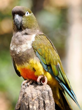 Kazıcı Papağan (siyanoliseus patagonus) tahta direğe tünemiştir.