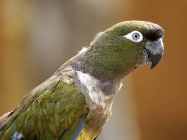 Portre Kazıcı Papağanlar (siyanoliseus patagonus) profilden görüldü