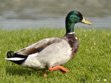 Male mallard duck (Anas platyrhynchos) walking on grass near a pond 