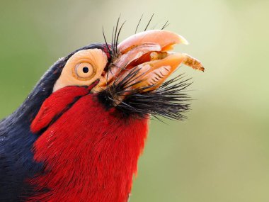 Profile portrait of bearded barbet (Lybius dubius) and eating a larva. Barbets are birds with a worldwide tropical distribution, although New World and Old World barbets are placed in different families 